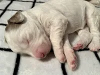 Tulip, a female Bernedoodle for sale in San Diego, CA – Photo 3 of 10