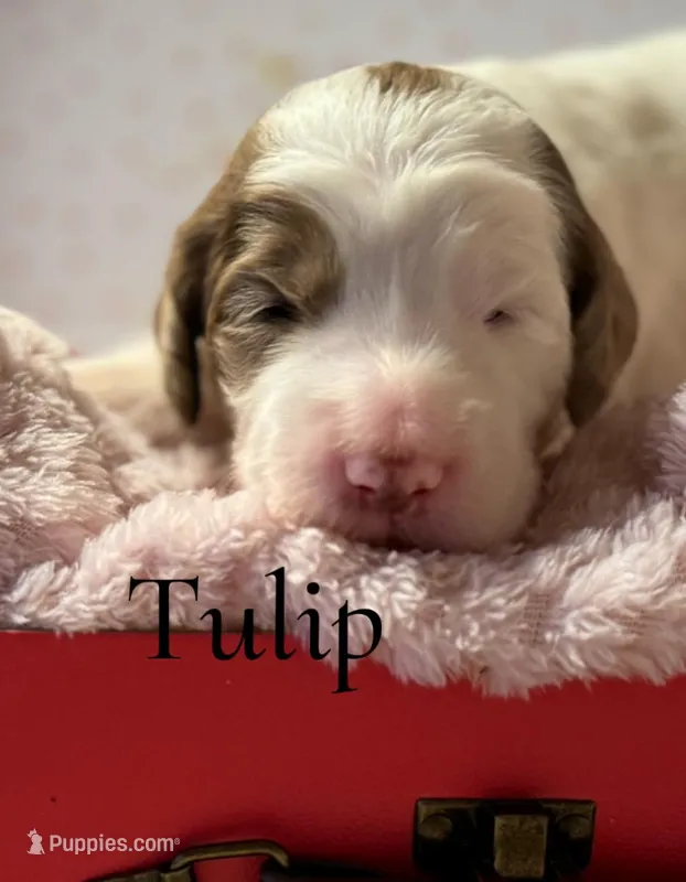 Tulip, a female Bernedoodle for sale in San Diego, CA – Photo 1 of 10