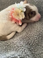 Tulip, a female Bernedoodle for sale in San Diego, CA – Photo 6 of 10