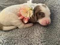 Tulip, a female Bernedoodle for sale in San Diego, CA – Photo 8 of 10