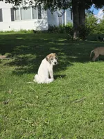 Fawn piebold , a female Great Dane for sale in Iowa Falls, IA – 2 of 4