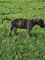 Brown collar, a male Great Dane for sale in Iowa Falls, IA – 4 of 5
