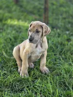 Fawn merle , a male Great Dane for sale in Iowa Falls, IA – 6 of 10