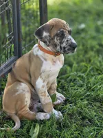 Fawniquin , a female Great Dane for sale in Iowa Falls, IA – 10 of 10