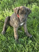 Red collar, a female Great Dane for sale in Iowa Falls, IA – 3 of 3