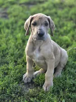 Fawn merle , a male Great Dane for sale in Iowa Falls, IA – 5 of 10