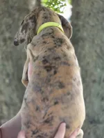 Colorful merle , a female Great Dane for sale in Iowa Falls, IA – 4 of 6