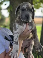 Blue brindlequin , a male Great Dane for sale in Iowa Falls, IA – 5 of 10