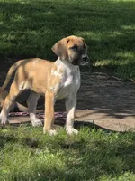 Fawniquin , a female Great Dane for sale in Iowa Falls, IA – 3 of 5
