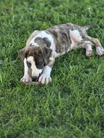 Brindlequin , a female Great Dane for sale in Iowa Falls, IA – 7 of 7