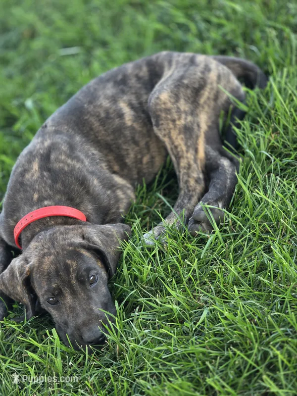 Red collar, a female Great Dane for sale in Iowa Falls, IA – 1 of 3
