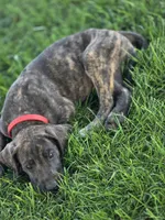 Red collar, a female Great Dane for sale in Iowa Falls, IA – 1 of 3