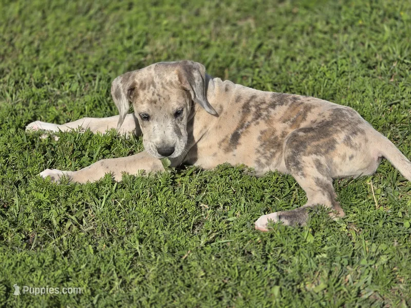 Brindle merle  – Great Dane puppy for sale in Iowa Falls, IA