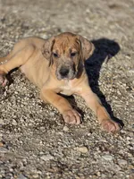 Fawn merle , a female Great Dane for sale in Iowa Falls, IA – Photo 7 of 8