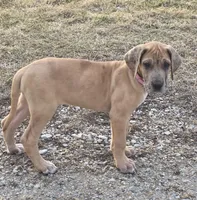Fawn merle akc, a female Great Dane for sale in Iowa Falls, IA – Photo 6 of 9
