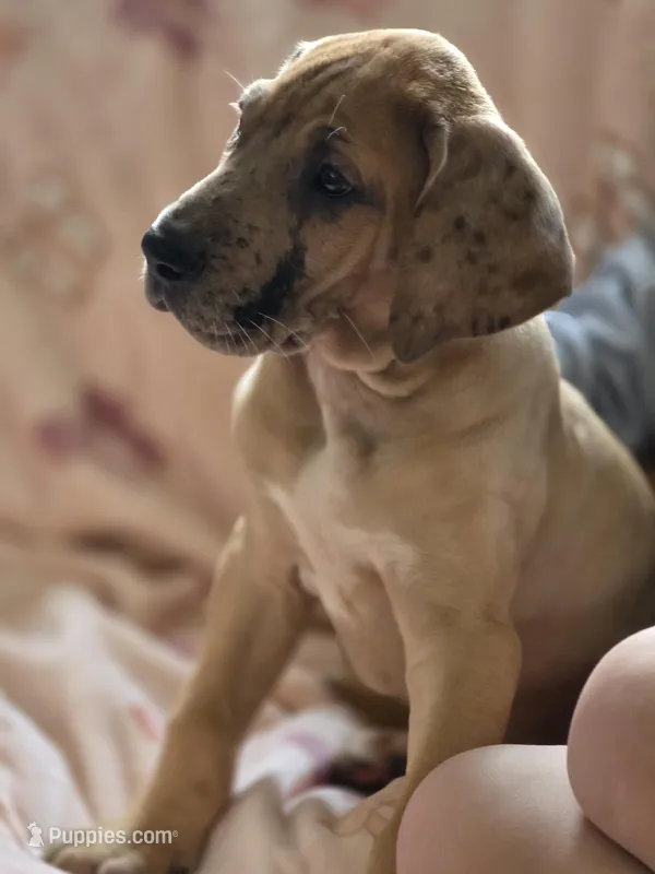 Fawn merle  – Great Dane puppy for sale in Iowa Falls, IA
