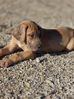 Fawn merle , a female Great Dane for sale in Iowa Falls, IA – Photo 5 of 8