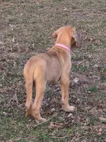 Fawn merle akc, a female Great Dane for sale in Iowa Falls, IA – Photo 5 of 9