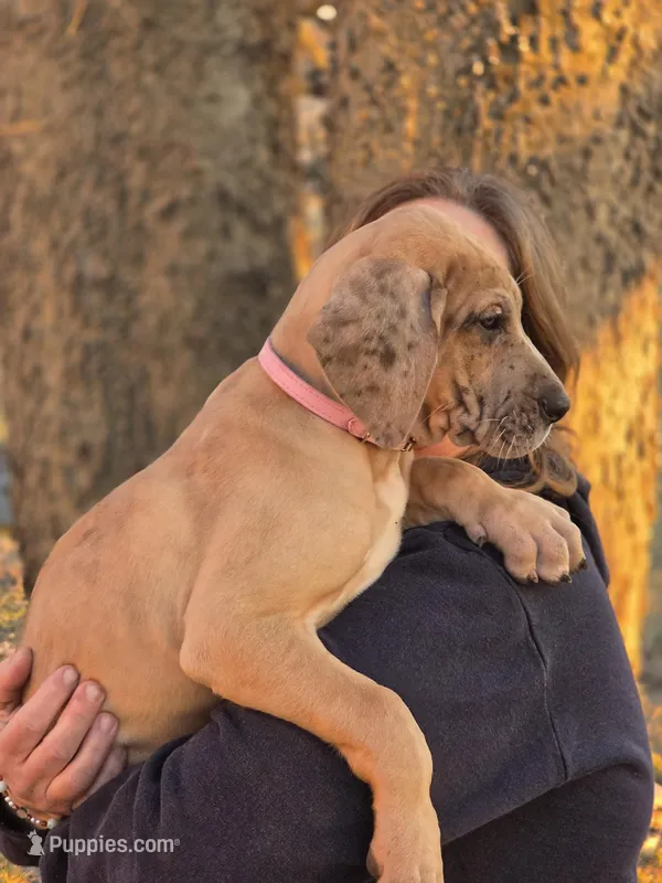 Fawn merle  – Great Dane puppy for sale in Iowa Falls, IA