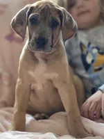 Fawn merle , a female Great Dane for sale in Iowa Falls, IA – Photo 2 of 8