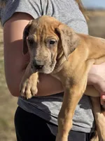 Fawn merle , a female Great Dane for sale in Iowa Falls, IA – Photo 4 of 8