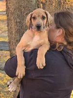 Fawn merle akc, a female Great Dane for sale in Iowa Falls, IA – Photo 7 of 9