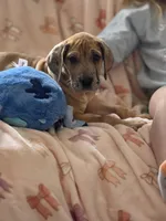 Fawn merle , a female Great Dane for sale in Iowa Falls, IA – Photo 3 of 8