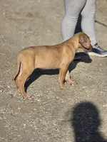 Fawn merle , a female Great Dane for sale in Iowa Falls, IA – Photo 6 of 8