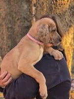 Fawn merle akc, a female Great Dane for sale in Iowa Falls, IA – Photo 9 of 9