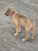 Fawn merle akc, a female Great Dane for sale in Iowa Falls, IA – Photo 2 of 9