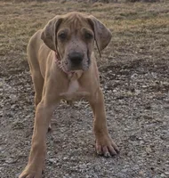 Fawn merle akc, a female Great Dane for sale in Iowa Falls, IA – Photo 8 of 9