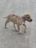 Fawn merle akc, a female Great Dane for sale in Iowa Falls, IA – Photo 3 of 9