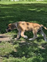 Fawniquin , a female Great Dane for sale in Iowa Falls, IA – 2 of 5