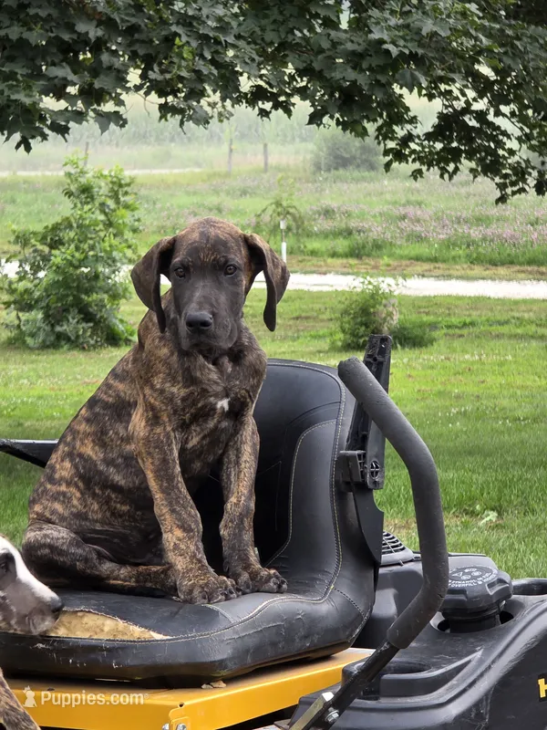 Brown collar – Great Dane puppy for sale in Iowa Falls, IA