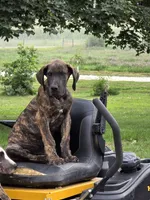 Brown collar, a male Great Dane for sale in Iowa Falls, IA – 1 of 8