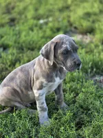 Blue brindlequin , a male Great Dane for sale in Iowa Falls, IA – 8 of 10