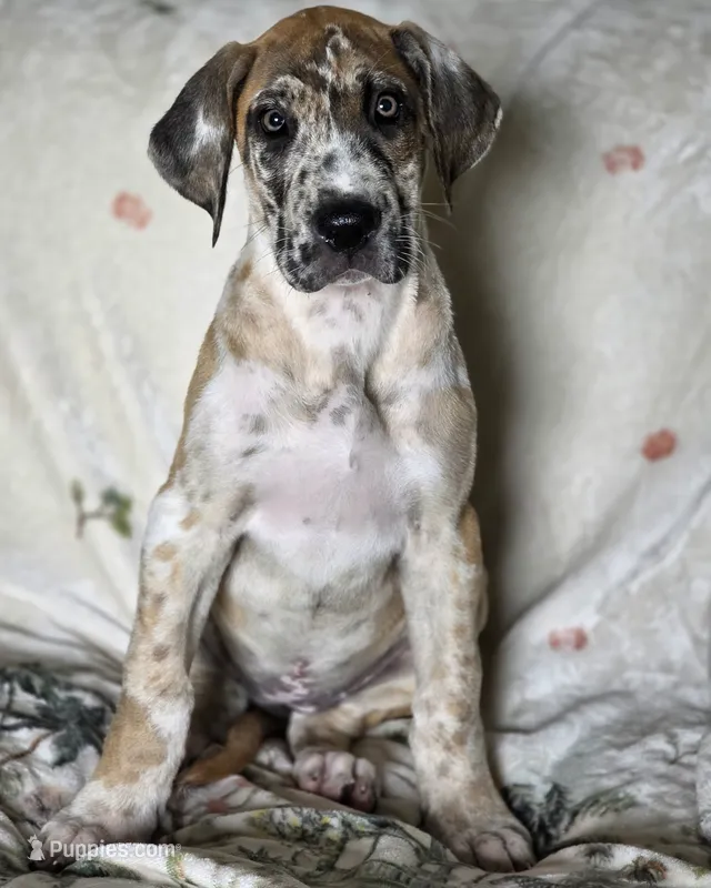 Fawniquin  – Great Dane puppy for sale in Iowa Falls, IA