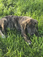 Blue collar , a male Great Dane for sale in Iowa Falls, IA – 3 of 6