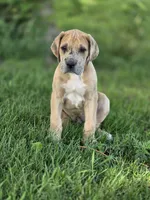 Fawn merle light color, a female Great Dane for sale in Iowa Falls, IA – 2 of 3
