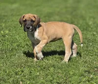 Fawniquin , a female Great Dane for sale in Iowa Falls, IA – 4 of 5