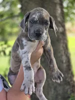 Blue brindlequin , a male Great Dane for sale in Iowa Falls, IA – 3 of 10