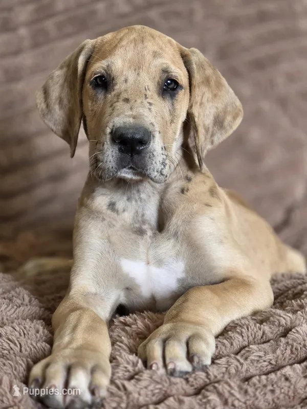 Darker fawn merle  – Great Dane puppy for sale in Iowa Falls, IA