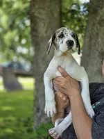 Fawn piebold , a female Great Dane for sale in Iowa Falls, IA – 3 of 4