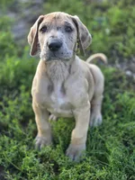 Fawn merle , a male Great Dane for sale in Iowa Falls, IA – 9 of 10
