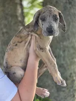 Colorful merle , a female Great Dane for sale in Iowa Falls, IA – 3 of 6