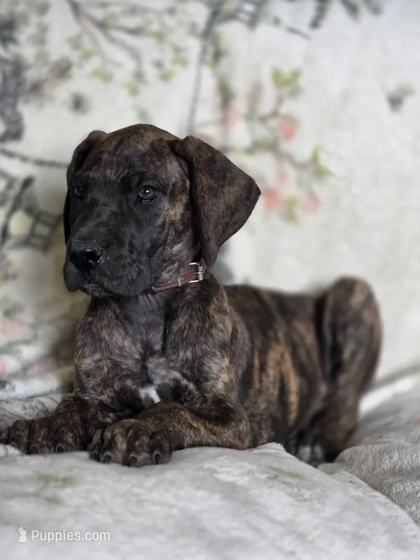 Brown collar – Great Dane puppy for sale in Iowa Falls, IA
