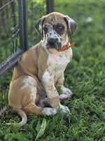 Fawniquin , a female Great Dane for sale in Iowa Falls, IA – 5 of 10