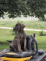Brown collar, a male Great Dane for sale in Iowa Falls, IA – 6 of 8