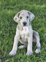 Brindle merle , a female Great Dane for sale in Iowa Falls, IA – 6 of 6