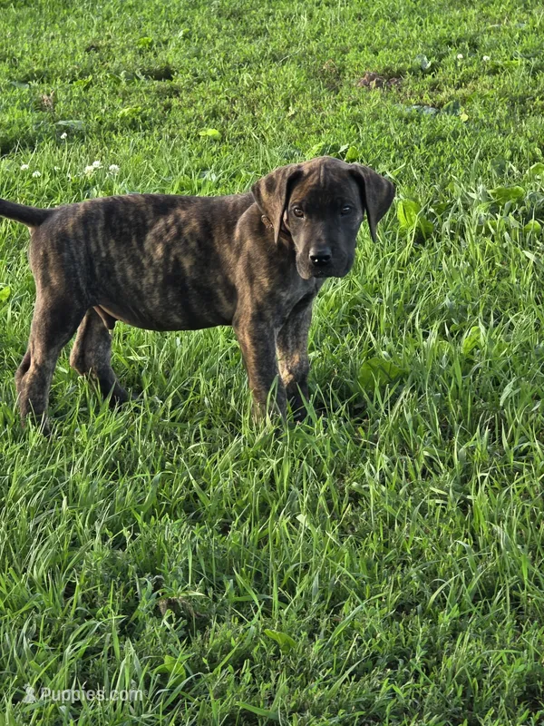 Brown collar, a male Great Dane for sale in Iowa Falls, IA – 1 of 5